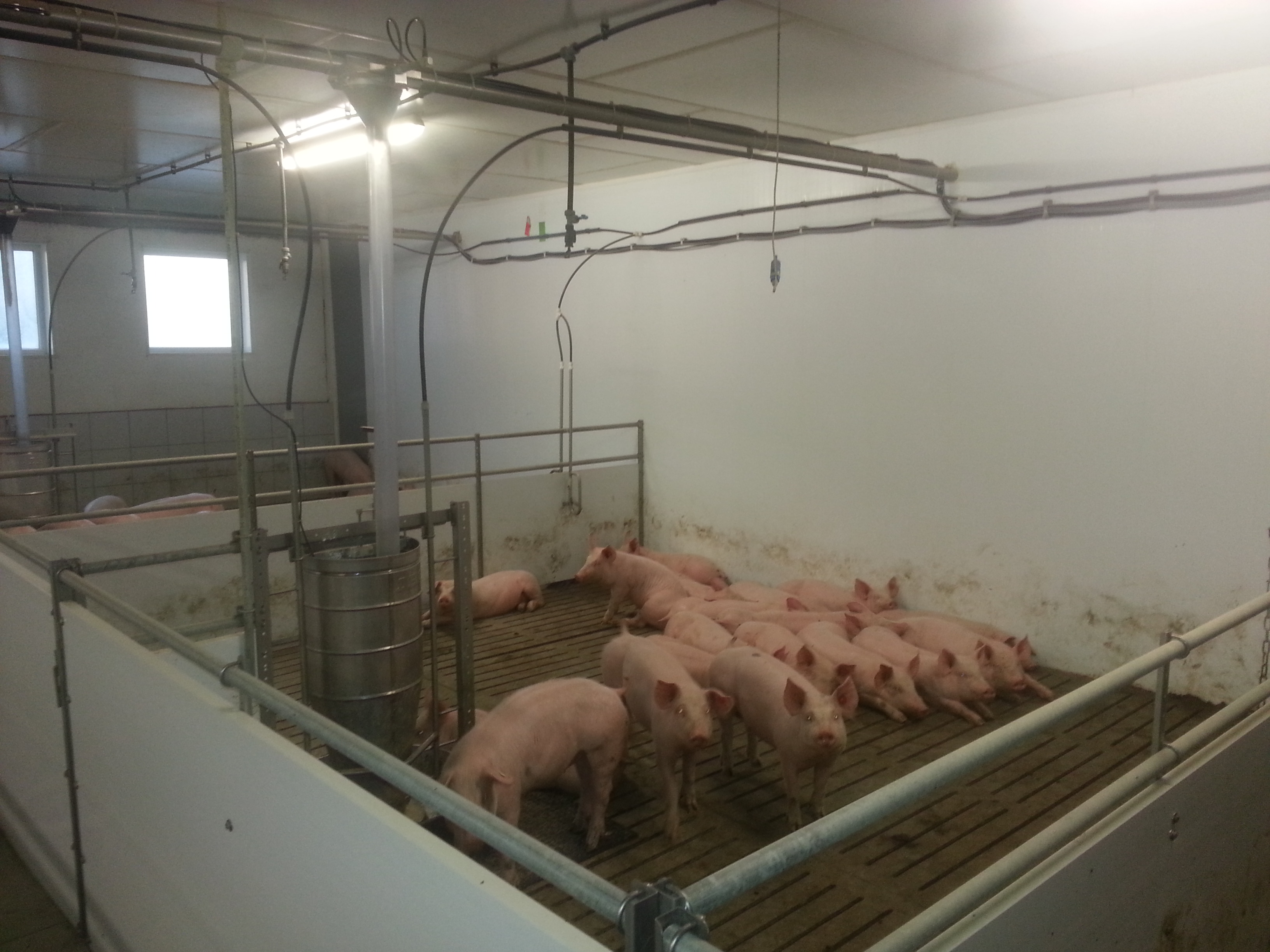 Stall für Mastschweine von 31 bis 120 kg ( Schweinemaststall )
