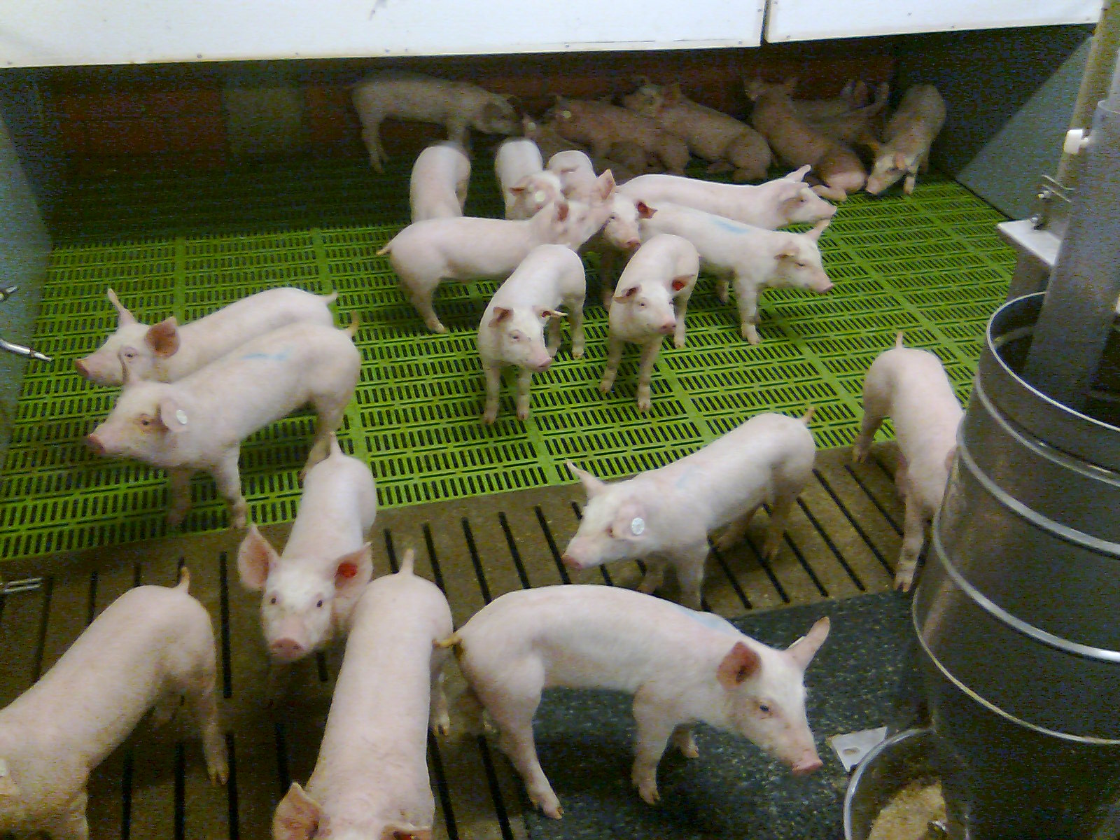 Stall für Ferkel von 8 bis 31 kg
( Ferkelaufzuchtstall )