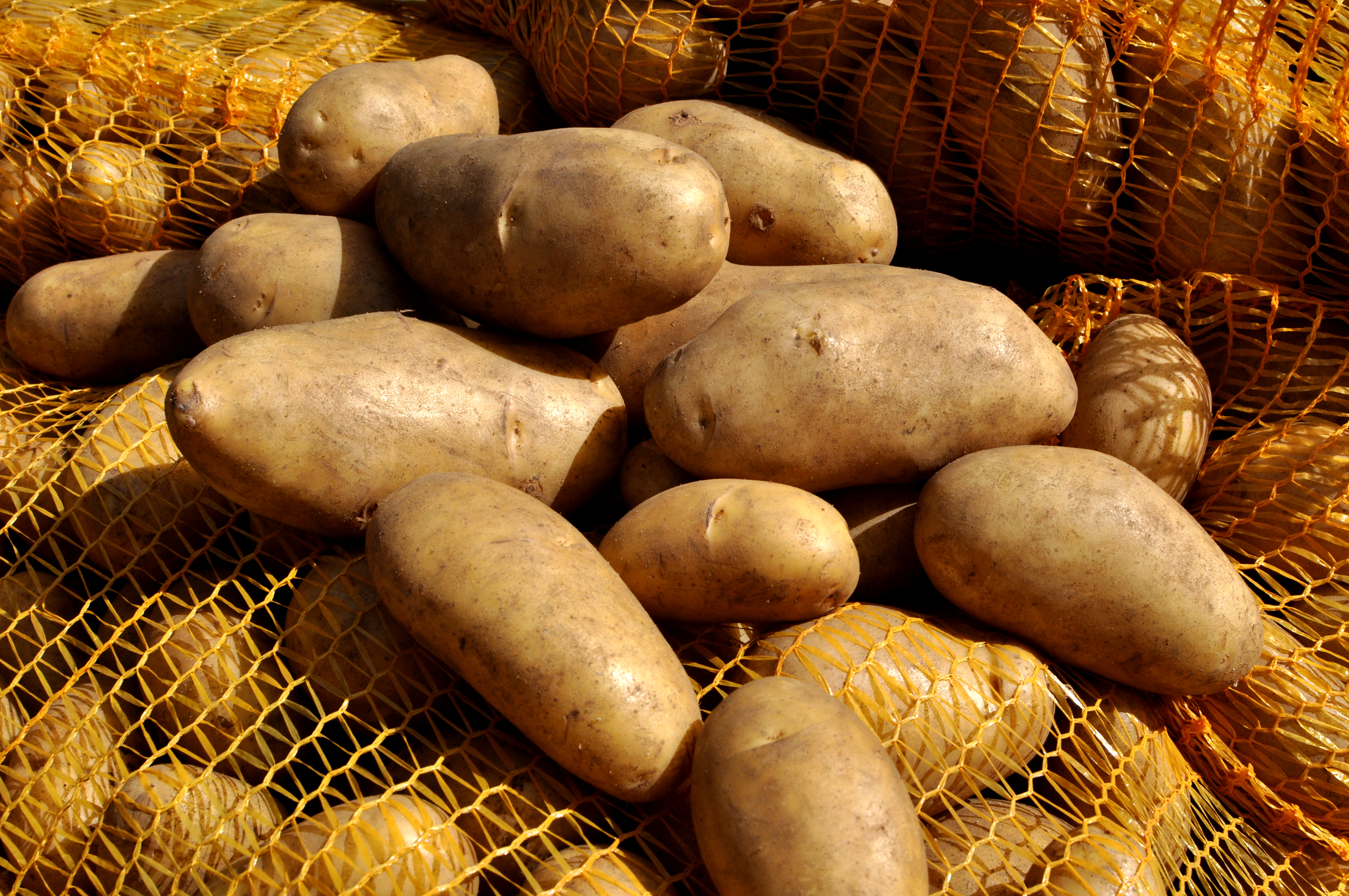 Speisekartoffeln der Sorte Cilena