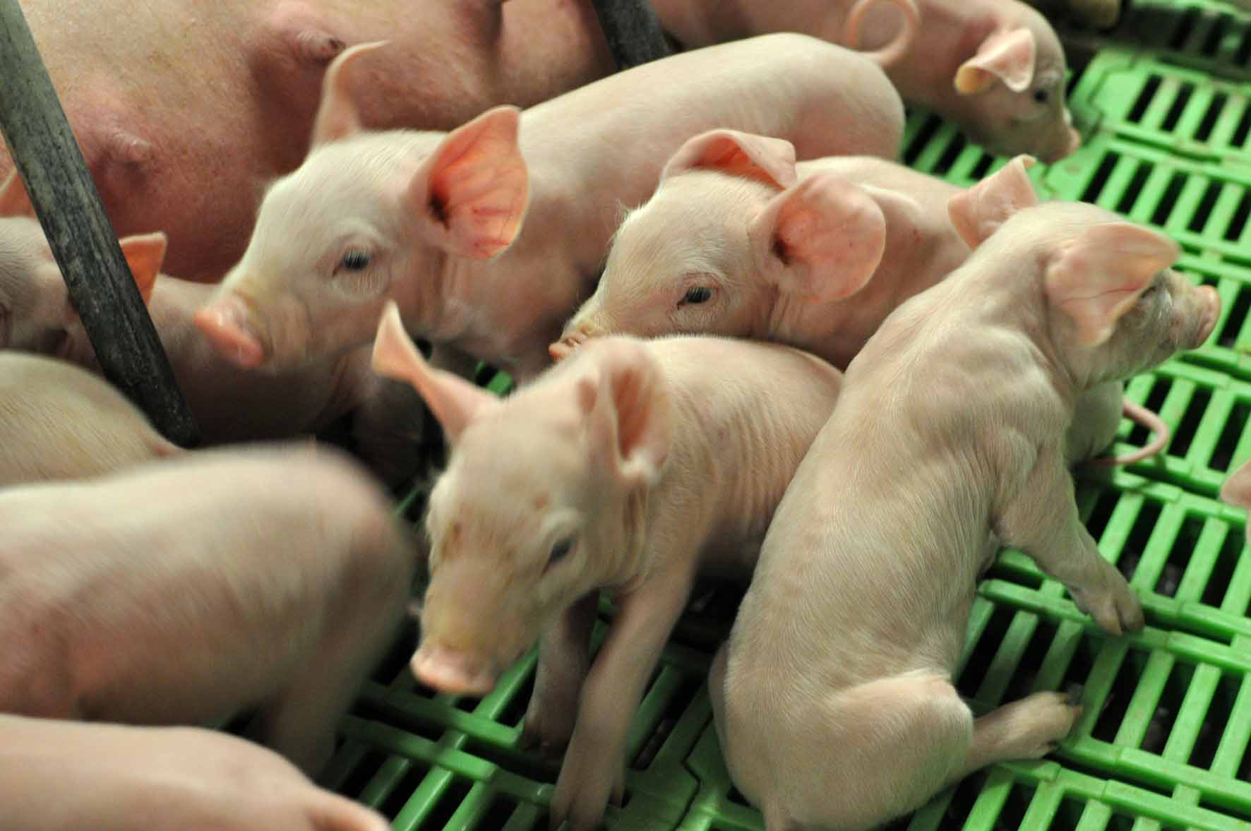 Kleine Ferkel bei der Sau.